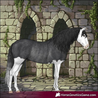 Horse Color:Black Splash Rabicano 