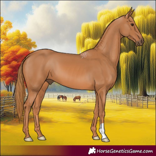 Horse Color:Chestnut 