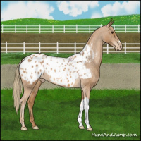 Horse Color:Chestnut Appaloosa 