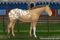 Horse Color:Buckskin Appaloosa 