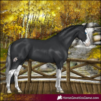 Horse Color:Black Splash