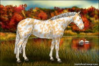 Horse Color:Palomino Appaloosa
