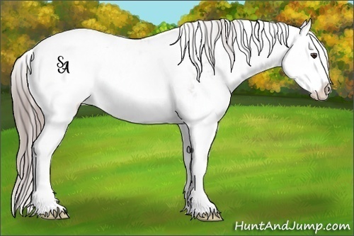 Horse Color:Platinum Red Dun Sabino Splash Appaloosa Rabicano 