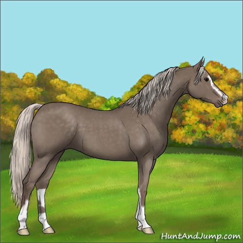 Horse Color:Silver Blue Roan Sabino 