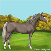 Horse Color:Silver Blue Roan Sabino 