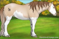 Horse Color:Bay Pearl Dun Splash 