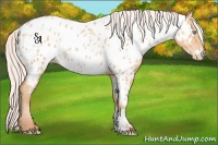 Horse Color:Silver Buckskin Pearl Appaloosa 