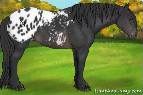 Horse Color:Platinum Brown Appaloosa