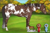 Horse Color:White Spotted Bay Appaloosa