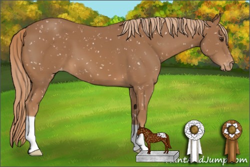Horse Color:Chestnut Appaloosa 