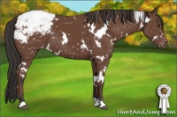 Horse Color:White Spotted Bay Appaloosa 