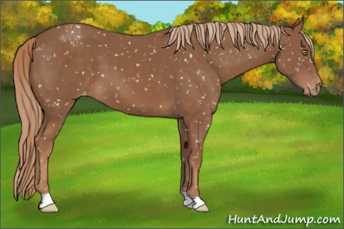 Horse Color:Chestnut Snowflake Varnish