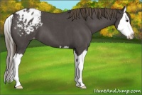 Horse Color:Smoky Blue Roan Splash Appaloosa 