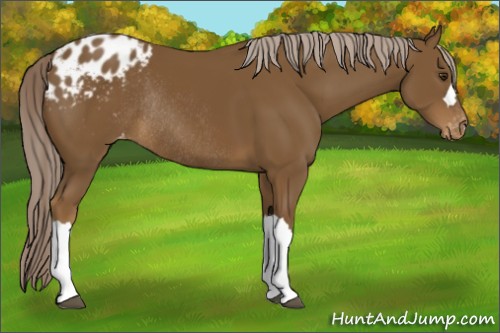 Horse Color:Chocolate Palomino Appaloosa Rabicano