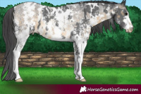 Horse Color:White Spotted Black Sabino Appaloosa and Buckskin Roan Sabino Appaloosa Rabicano