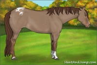 Horse Color:Liver Red Dun Sabino Tobiano Appaloosa Rabicano 