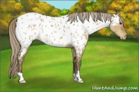 Horse Color:Chocolate Palomino Dun Appaloosa