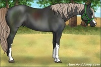 Horse Color:Liver Chestnut 