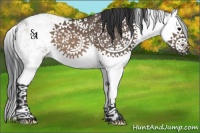 Horse Color:Brown Dun Sabino Splash 
