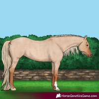 Horse Color:Red Dun Roan 