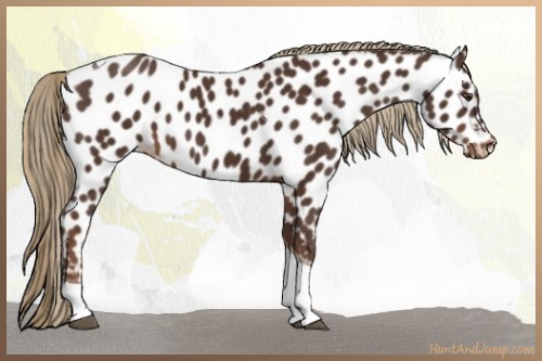 Horse Color:Liver Chestnut Tobiano Appaloosa 