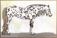 Horse Color:Liver Chestnut Tobiano Appaloosa 