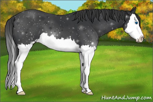 Horse Color:Black Sabino Splash 