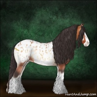 Horse Color:Bay Onyx Splash Appaloosa 