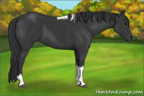 Horse Color:Black Tobiano 