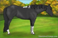 Horse Color:Black Tobiano