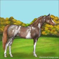 Horse Color:White Spotted Liver Chestnut 
