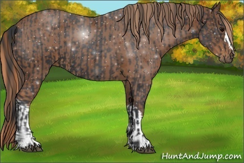 Horse Color:Black  and Chestnut 