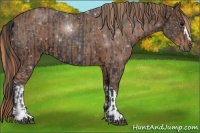 Horse Color:Black  and Chestnut 