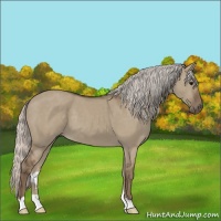 Horse Color:Silver Grullo 