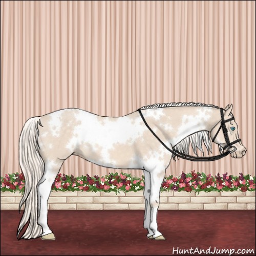 Horse Color:White Spotted Cremello 
