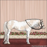 Horse Color:White Spotted Cremello