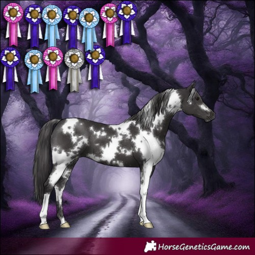 Horse Color:White Spotted Smoky Black 