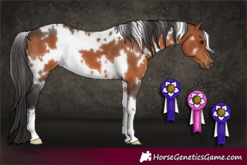 Horse Color:White Spotted Brown