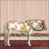 Horse Color:White Spotted Palomino
