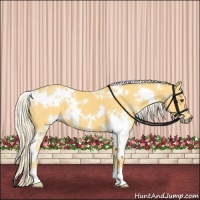 Horse Color:White Spotted Palomino 