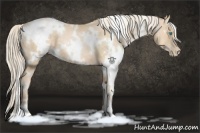 Horse Color:White Spotted Palomino Pearl 
