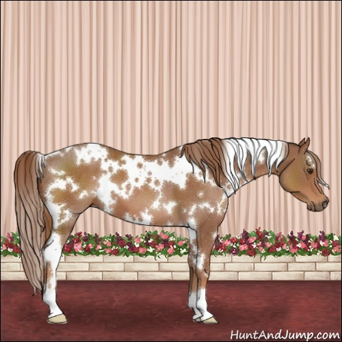 Horse Color:White Spotted Chestnut 