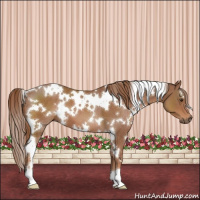 Horse Color:White Spotted Chestnut 