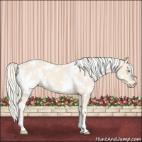 Horse Color:White Spotted Cremello 