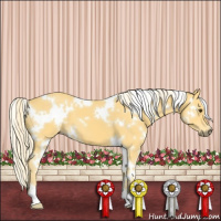 Horse Color:White Spotted Palomino 