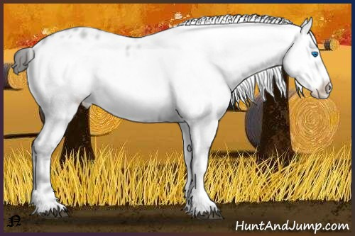 Horse Color:Liver Red Roan Frame