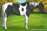 Horse Color:Black Tobiano 