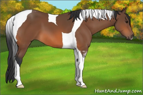 Horse Color:Bay Tobiano 