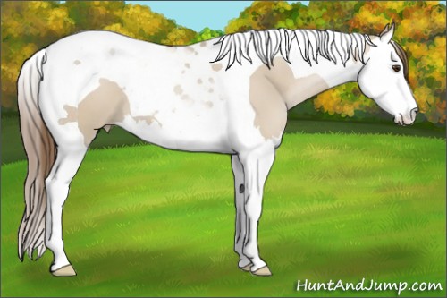 Horse Color:Grullo Pearl Splash Tobiano 