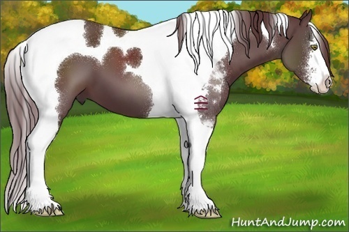 Horse Color:Chocolate Black Sabino Tobiano